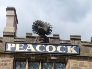 Peacock at Rowsley
