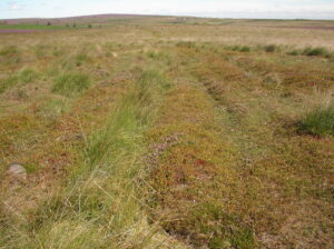 Big Moor ploughing furrows