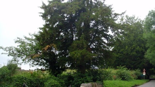 Tissington Yew Tree Well Tissington Yew Tree Well