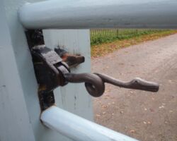 serpent latch at Hardwick