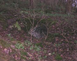 Alport cupola cupola