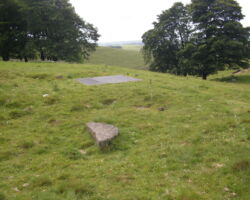 gin circle Jowle Grove mine gin circle